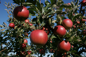 apple tree